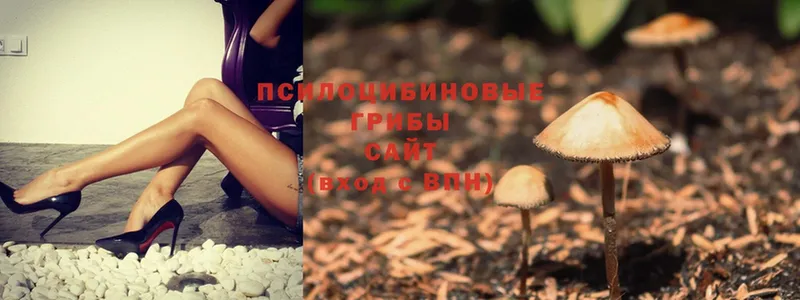 Псилоцибиновые грибы Psilocybe  Каргополь 